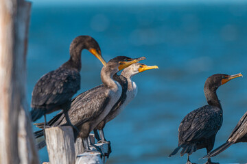 birds on wooden pier looking to the right