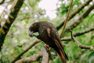 Kea 
