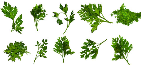 set of parsley fresh herb green isolated transparent background, cooking, food or diet design...