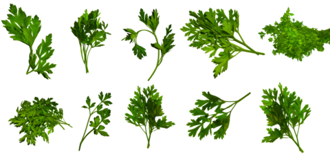 set of parsley fresh herb green isolated transparent background, cooking, food or diet design elements, PNG