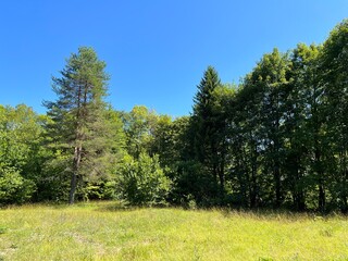 Picturesque landscapes with grasslands and forest in Plitvice Lakes National Park - Plitvice, Croatia (Slikoviti krajolici s travnjacima i šumom u nacionalnom parku Plitvička jezera - Hrvatska)