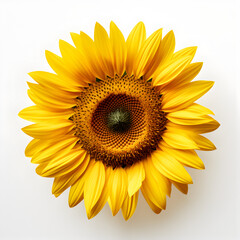 Close up macro shot of a sunflower. A flower and beauty theme. Generative ai. 