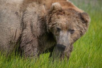 Brown Bear Closeup