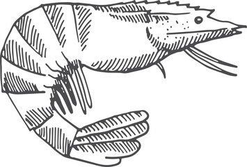 Shrimp sketch. Seafood reastaurant menu shellfish drawing