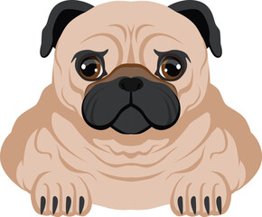 Pug portrait. Cute wrinkled dog. Friendly pet
