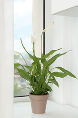 Blooming spathiphyllum in pot on windowsill indoors. Beautiful houseplant