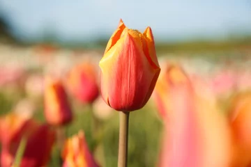 Fotobehang Beautiful colorful tulip flowers growing in field on sunny day, closeup © New Africa