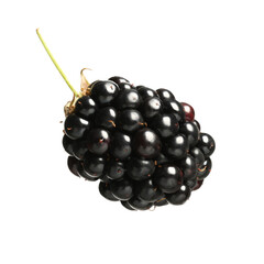 One tasty ripe blackberry isolated on white