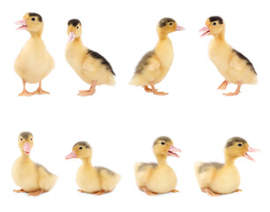 Collage with cute fluffy ducklings on white background. Baby animal