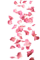 rose petals falling overlay, isolated on a white or transparent background png, petals with motion blur and different depth of field, romance, valentines or wedding concept graphic resource