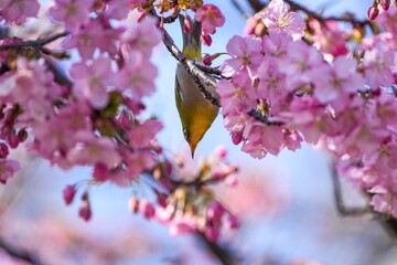 満開の河津桜の蜜を吸うメジロ