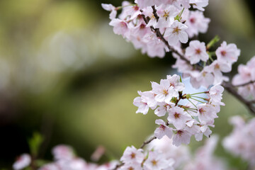 Obraz premium 桜の花 春のイメージ