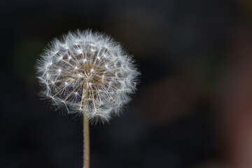 Obraz premium タンポポの綿毛