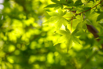 緑のもみじ　初夏のイメージ