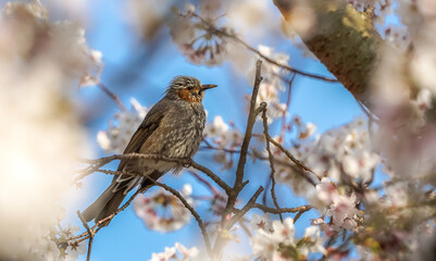 桜の花　春のイメージ