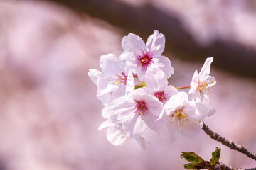 桜の花　春のイメージ