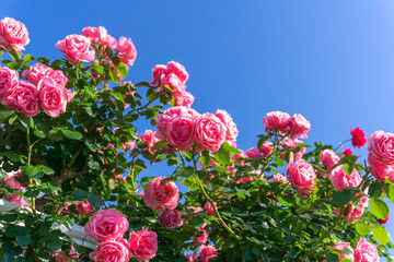 バラの花　屋外撮影