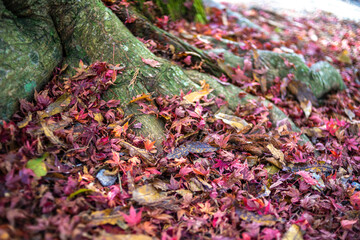 紅葉　秋のイメージ