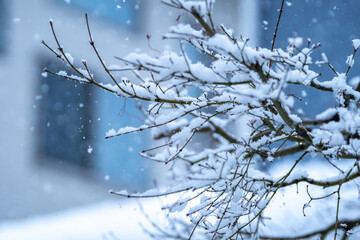 枝に積もる雪　冬のイメージ