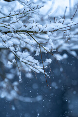 枝に積もる雪　冬のイメージ
