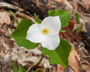 Trillium grandiflorum (Large-flowered Trillium) Native North American Springtime Woodland Wildflower