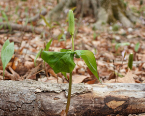 Trillium grandiflorum (Large-flowered Trillium) Native North American Springtime Woodland Wildflower