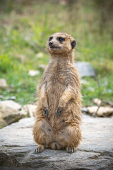 ミーアキャットのポートレート