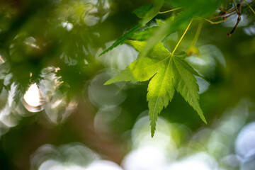 緑のもみじ　初夏のイメージ