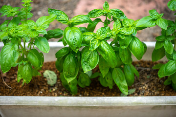 バジルの葉　家庭菜園