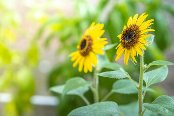 ひまわりの花　夏のイメージ