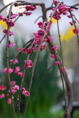 紅梅　初春イメージ