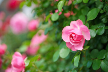 バラの花　初夏のイメージ