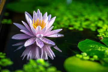 睡蓮の花と和風ビオトープ　日本のつくばい