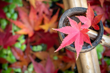 紅葉とビオトープのつくばい　和風イメージ