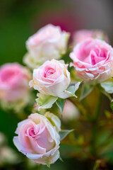 バラの花　初夏のイメージ