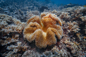 coral reef macro ,texture, abstract marine ecosystem background on a coral reef