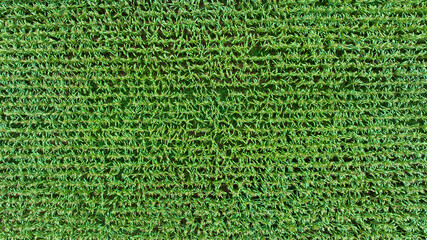 aerial view photo from drone of growing maize field in rural agricultural industrail area,
