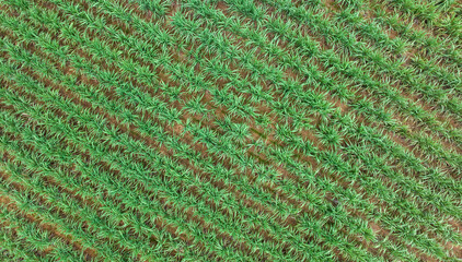 Aerial view of sugarcane plants growing at field