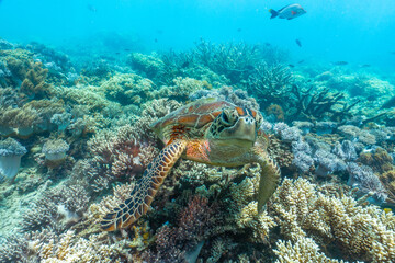 Obraz na płótnie Canvas green turtle in the great barrier reef