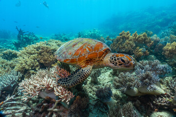 green turtle in the great barrier reef
