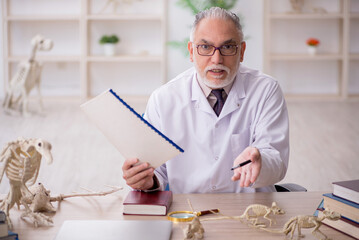 Old male paleontologist examining ancient animals at lab