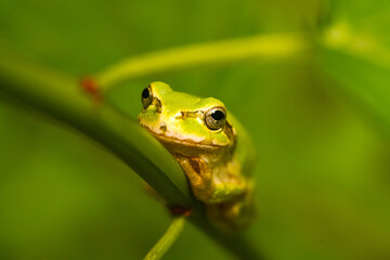 木の枝にのり寛ぐアマガエル