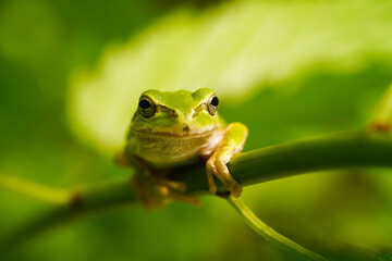 木の枝にのり寛ぐアマガエル