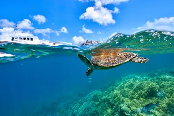 Foto op Plexiglas anti-reflex green turtle in the great barrier reef © Juanmarcos