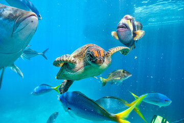 green turtle in the great barrier reef