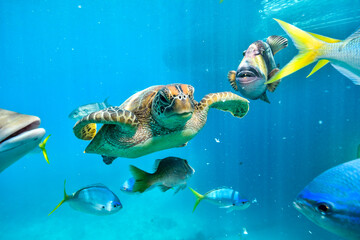 green turtle in the great barrier reef © Juanmarcos