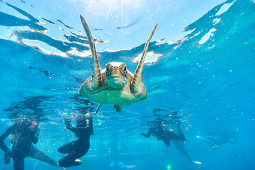 turtle in the great barrier reef australia