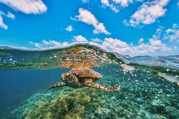 Foto auf Acrylglas green turtle in the great barrier reef © Juanmarcos