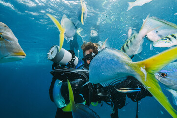 many fish close to a scuba diver - obrazy, fototapety, plakaty