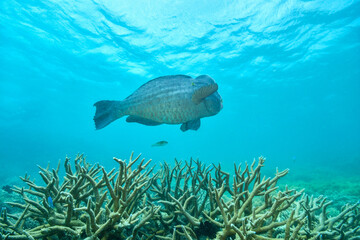 bumphead parrotfish spotted in moore reef in the great barrier reef